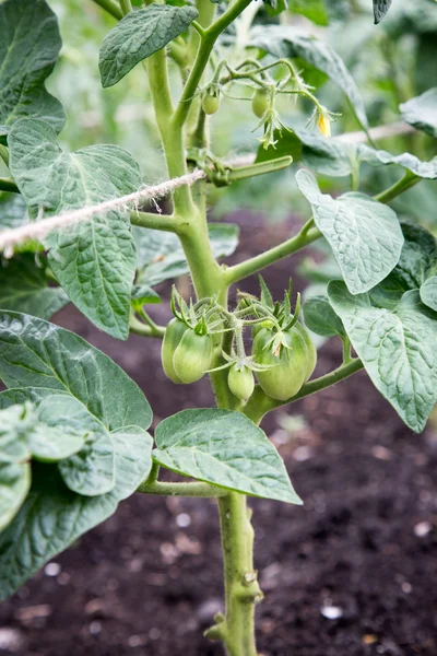 Tomato plant tied to a rope. option gardening — Stock Photo, Image