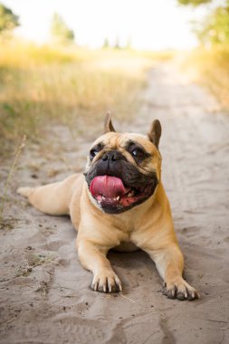 Fransız buldozer alanını çalıştırdıktan sonra dinlenme.