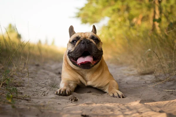 French bulldog resting after running in the field. — Stock Photo, Image