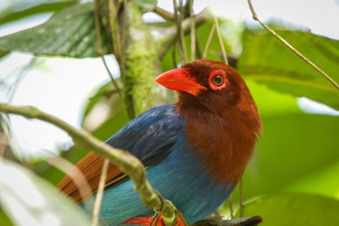 Sri Lankalı endemik Seylan mavi Magpie Urocissa ornata. 