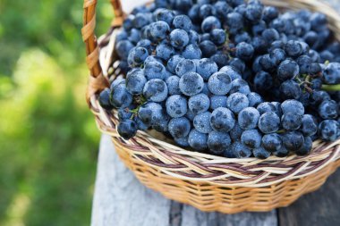 Kırmızı şarap üzüm. Kara üzüm, mavi üzüm, şarap üzüm bir bask