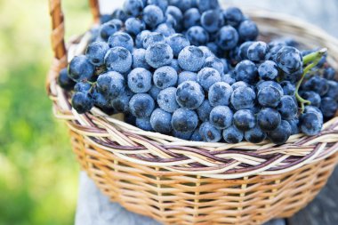 Kırmızı şarap üzüm. Kara üzüm, mavi üzüm, şarap üzüm bir bask
