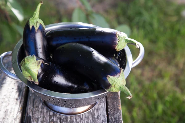 Eggplant in colander on a rustic table. sunlight, selective focu — Stock Photo, Image