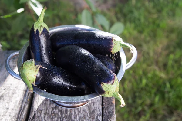 Eggplant in colander on a rustic table. sunlight, selective focu — Stock Photo, Image
