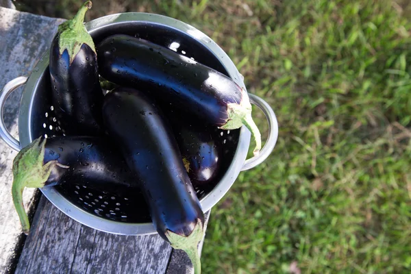 Eggplant in colander on a rustic table. sunlight, selective focu — Stock Photo, Image