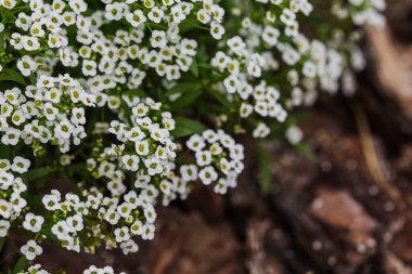 Beyaz çiçekli arka plan. Bahçedeki güzel beyaz çiçekler