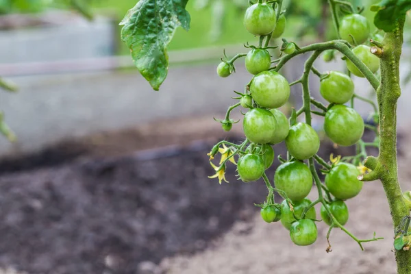 Green Tomatoes Garden Growing Tomatoes Organic Greenhouse Close — Stock Photo, Image