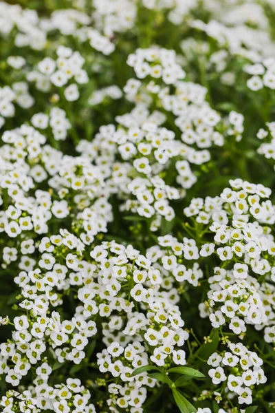 白い可愛い花の背景 庭の美しい白い花 — ストック写真