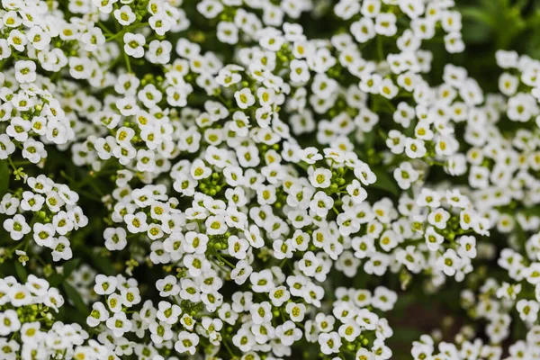 Witte Schattige Bloemen Achtergrond Mooie Witte Bloemen Tuin — Stockfoto