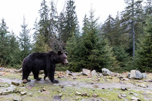 Brown Bear Lat Ursus Arctos Stainding Forest Bear Walk — Stock Photo, Image