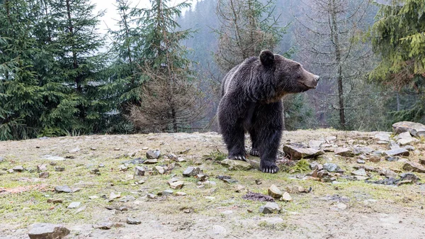 Brown Bear Lat Ursus Arctos Stainding Forest Bear Walk — Stock Photo, Image