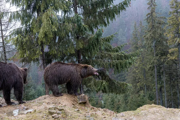 Urso Castanho Lat Ursus Arctos Colorida Floresta Urso Para Uma — Fotografia de Stock