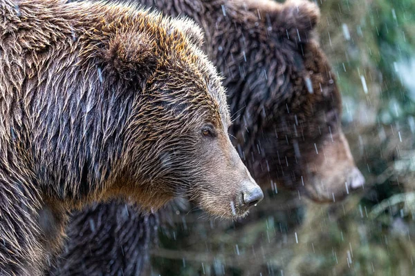 Barna Medve Lat Ursus Arctos Stainding Erdőben Medve Sétálni — Stock Fotó