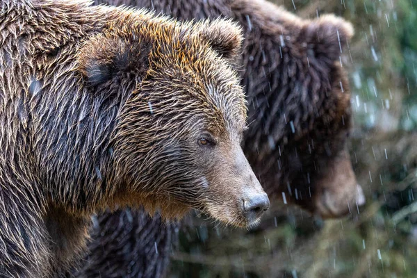 Barna Medve Lat Ursus Arctos Stainding Erdőben Medve Sétálni — Stock Fotó