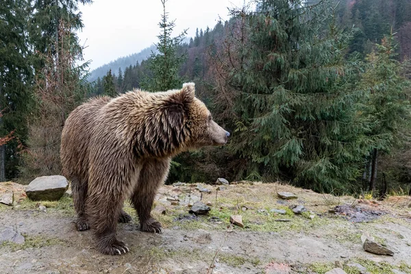 Urso Castanho Lat Ursus Arctos Colorida Floresta Urso Para Uma — Fotografia de Stock