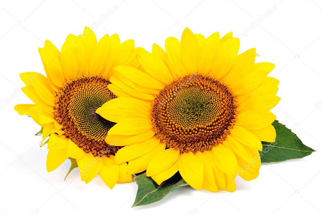 Two sunflowers with green leaves isolated on white