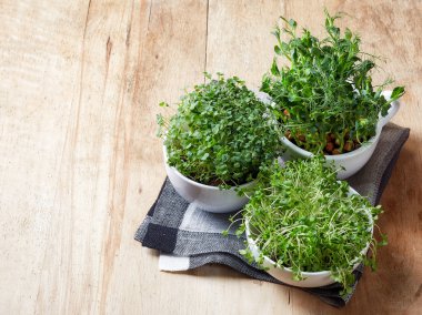 Çeşitli yeşil lahanası