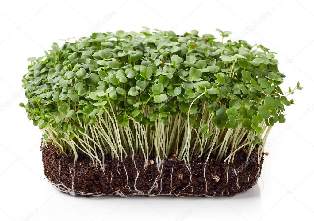 Fresh arugula sprouts