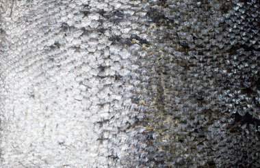 Taze somon cilt arka plan dokusu