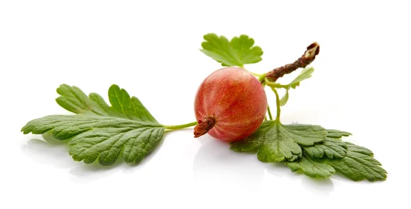 Merah gooseberry diisolasi pada putih — Stok Foto