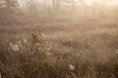 Küçük çam ağacı bataklık, sabah erken