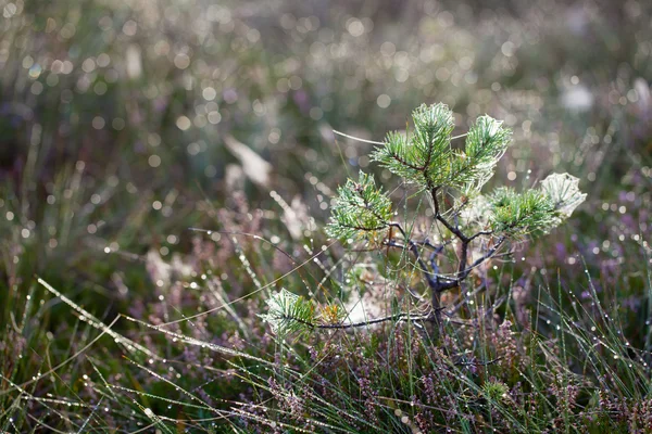 Kleiner Kiefernbaum im Sumpf, frühmorgens — Stockfoto