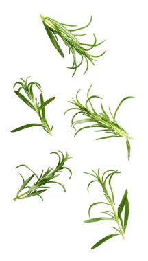 Biberiye yaprakları havada duruyor, beyaz arka planda izole edilmiş.