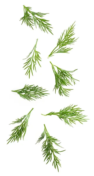 Dill Leaves Levitating Isolated White Background — Stock Photo, Image