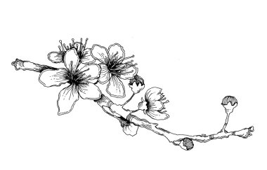 El-kabataslak kiraz dal çiçek ile