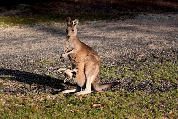 Жіночий кенгуру з дитиною в сумці — стокове фото