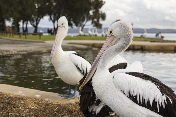Пеликаны у воды — стоковое фото