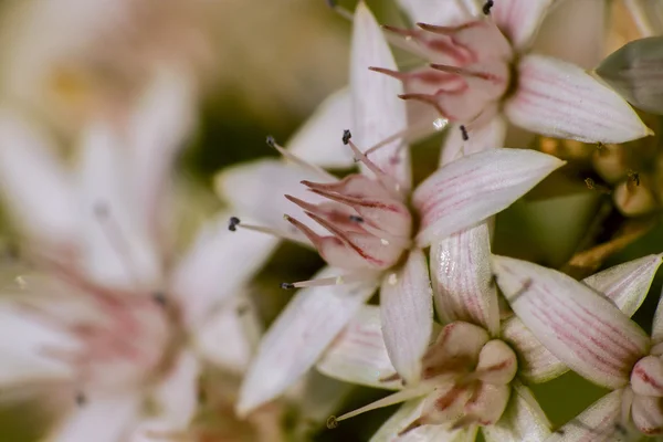 Weiße Blüten Nahaufnahme Makrofoto — Stockfoto