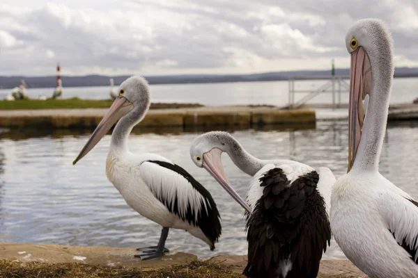 Пеликаны у воды — стоковое фото