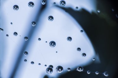 çiğ renkleri, rüya gibi görünüyor çeşitli örümcek ağı üzerinde bir düşer. çiğ damlaları ile güzel bokeh