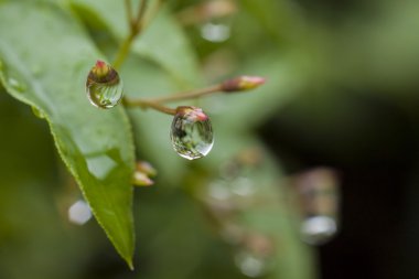 çiğ renkleri, rüya gibi görünüyor çeşitli örümcek ağı üzerinde bir düşer. çiğ damlaları ile güzel bokeh