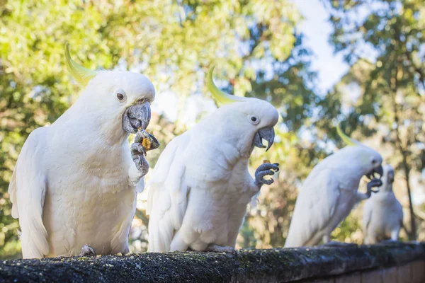 Кормление белых какаду в Австралии — стоковое фото