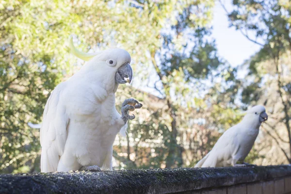 Кормление белых какаду в Австралии — стоковое фото