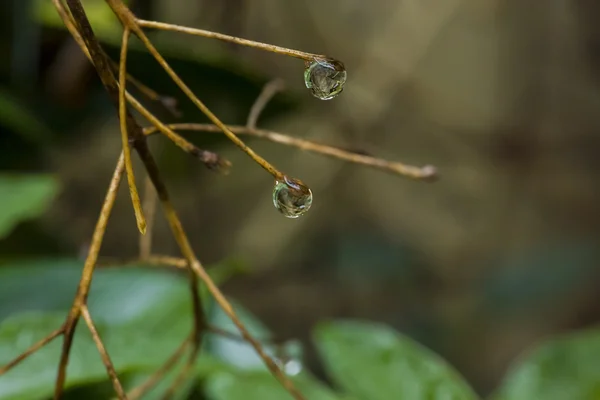 Drops of dew on a spider's web in a variety of colors, dreamy looks. dew drops with beautiful bokeh — Stock Photo, Image