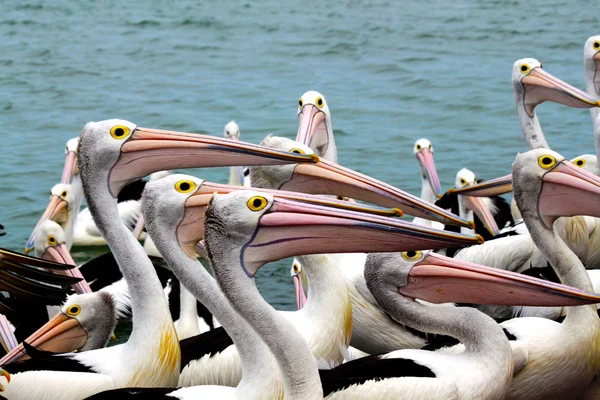 Пеликаны в дикой природе — стоковое фото