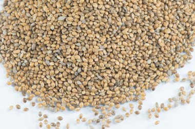 Kenevir tohumu yararlı iş kelime