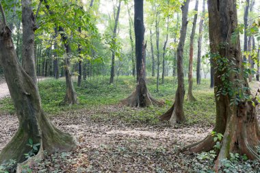 görünümü dışında Bahçe