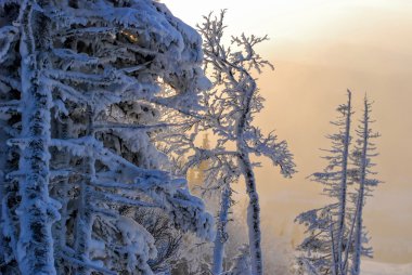 Cevheri İsveç'te Kayak