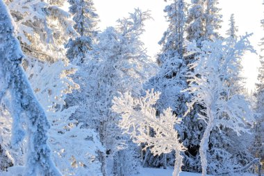 Cevheri İsveç'te Kayak