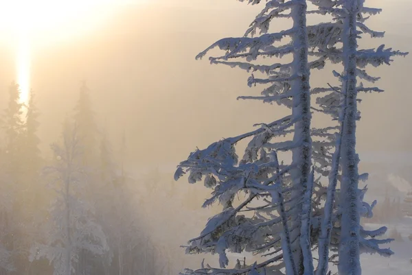 Skiën in erts Zweden — Stockfoto