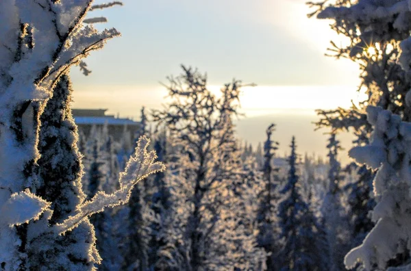 Skiën in erts Zweden — Stockfoto