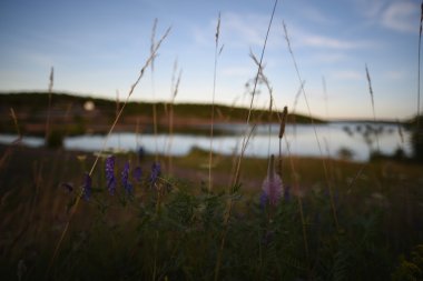 Aland Adaları Kuzey Doğa