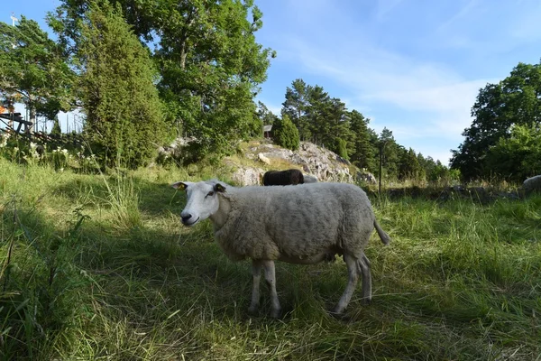 Severní povaha Alandské ostrovy — Stock fotografie