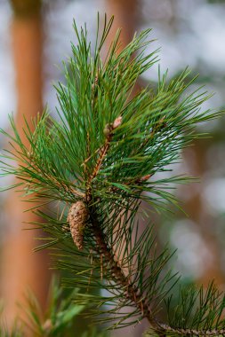 ağaç üzerinde koni