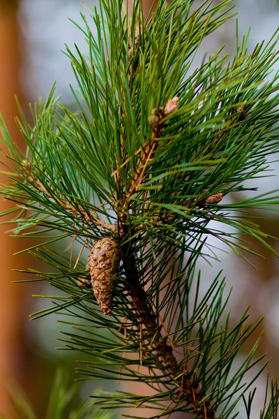 ağaç üzerinde koni