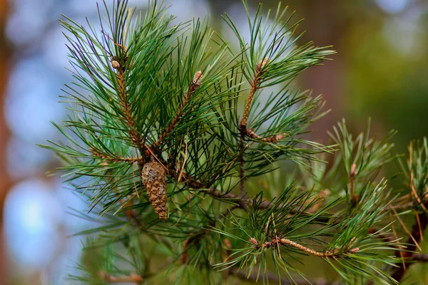 Zapfen auf dem Baum — Stockfoto